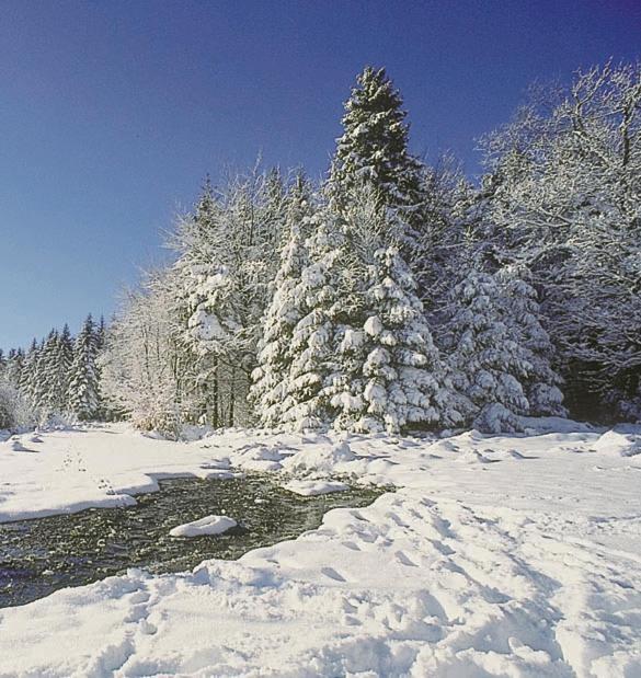 Camping De Binnenvaart Superior Chalet Aan de Wolfsberg Экстерьер фото